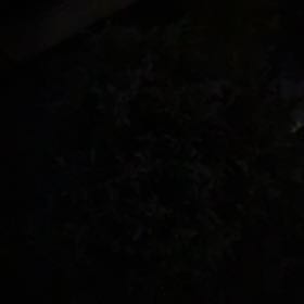 Plant care for Chinese Weeping Cypress on Greg, the plant care app