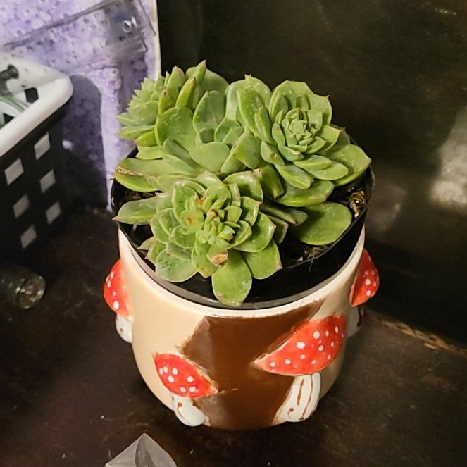 Photo of the plant species Echeveria by @VastNikkofir66 named Timmy on Greg, the plant care app