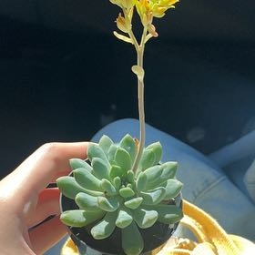 Photo of the plant species Sedeveria 'Blue Elf' by @specialbasill named Arwen on Greg, the plant care app