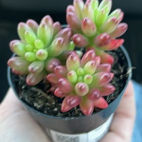 Photo of the plant species Sedum rubrotinctum 'Aurora' by @specialbasill named Fiji on Greg, the plant care app