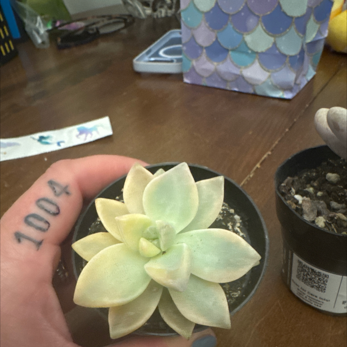 Photo of the plant species Graptopetalum Jester by @HotKanna73 named Surya on Greg, the plant care app