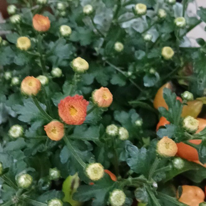 Photo of the plant species Garden Mum 'Orange' by @PoliteTitoki76 named Surya on Greg, the plant care app