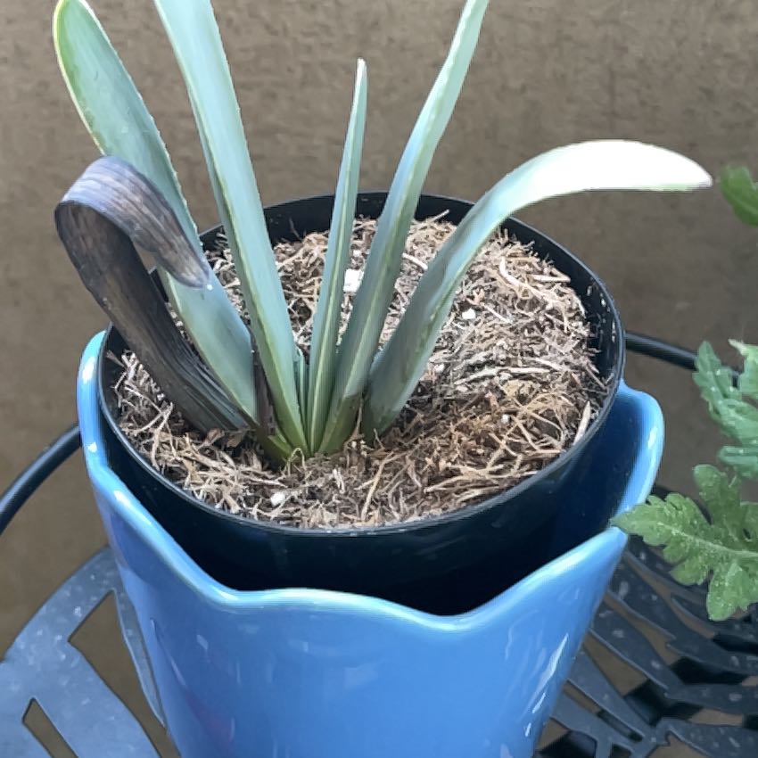 Photo of the plant species Fan Aloe by @LordZelkova8 named Daphne on Greg, the plant care app