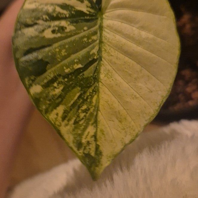 Photo of the plant species Alocasia gageana 'Albo' by @SportPandan84 named Eva on Greg, the plant care app