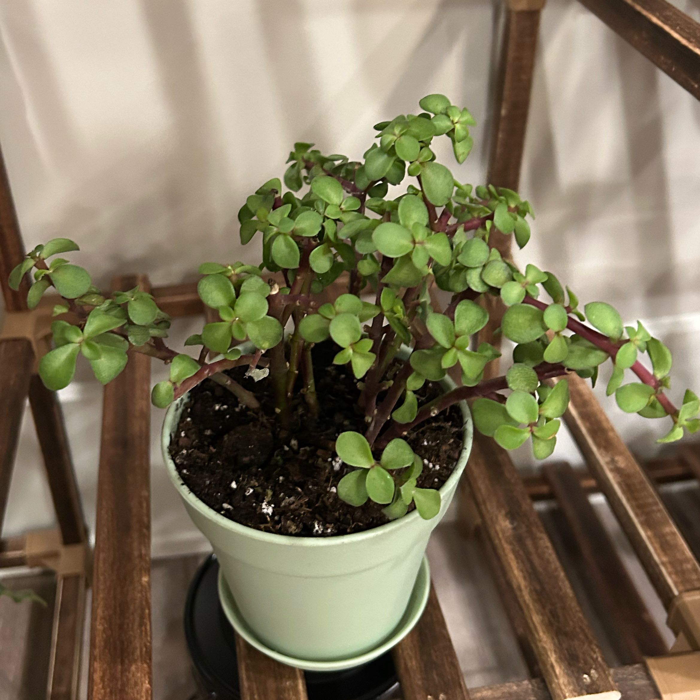 Photo of the plant species Portulacaria afra 'Prostrata' by @GemGollum78 named Treeyoncé on Greg, the plant care app