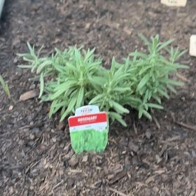 Photo of the plant species rosemary by @GiftedKawaka84 named Sanders on Greg, the plant care app