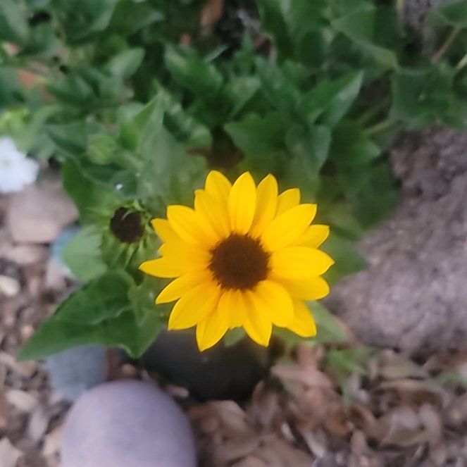 Photo of the plant species Sunbelievable Brown Eyed Girl Sunflower by @PiousBromeliad named Tree Diddy on Greg, the plant care app