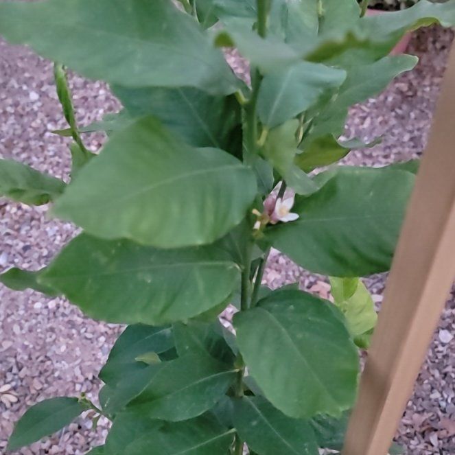 Photo of the plant species Eureka Lemon by @PiousBromeliad named Morgan Treeman on Greg, the plant care app