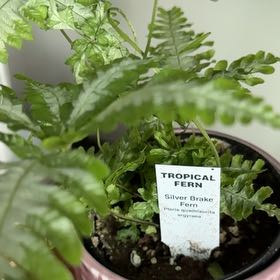 Photo of the plant species Tricolor Fern by @AceTexasash95 named Robert Plant on Greg, the plant care app