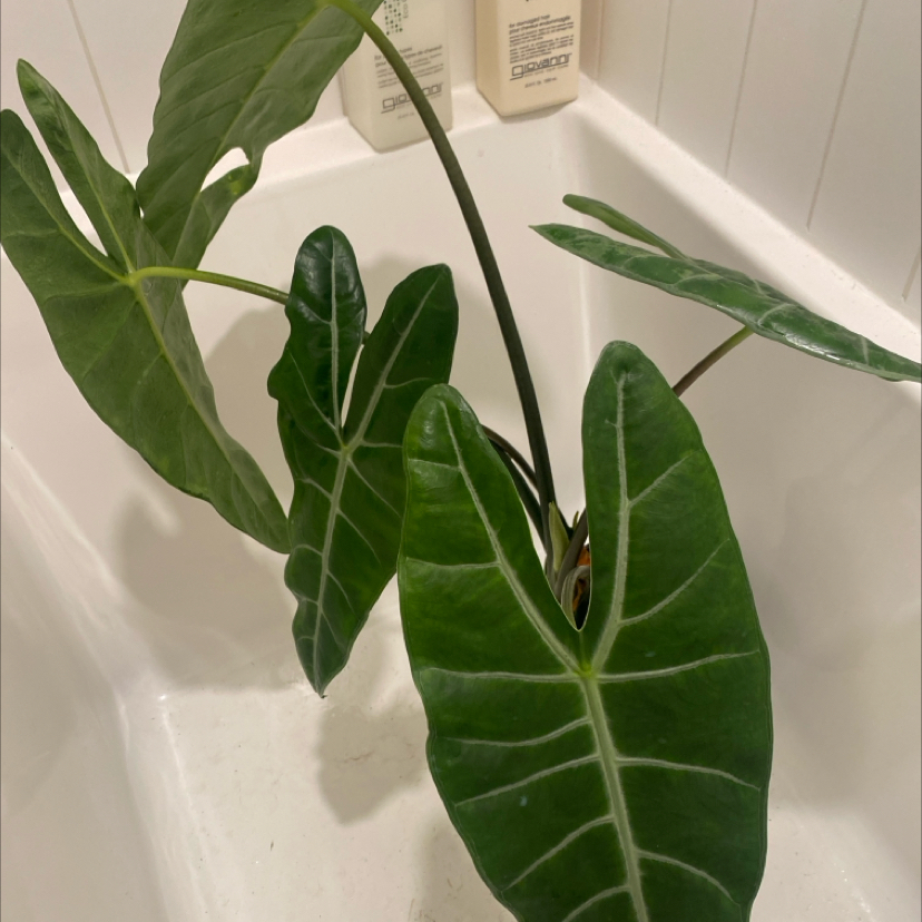 Photo of the plant species Alocacia Fornicata by @SirHoya5 named Drake on Greg, the plant care app