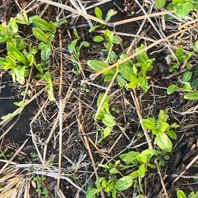 Photo of the plant species Elfin Thyme by @YummyPapaya92 named Elina on Greg, the plant care app