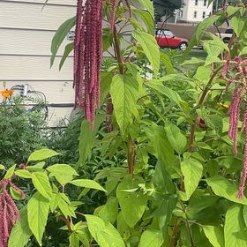 Photo of the plant species Kiwicha by @YummyPapaya92 named Aristotle on Greg, the plant care app