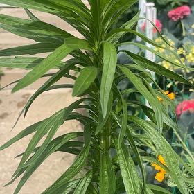 Photo of the plant species Canadian Fleabane by @YummyPapaya92 named Miley on Greg, the plant care app