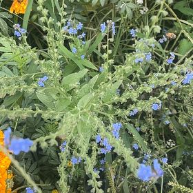 Photo of the plant species Chinese Forget-Me-Not by @YummyPapaya92 named Tree Diddy on Greg, the plant care app
