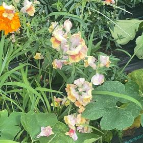 Photo of the plant species Antirrhinum Majus by @YummyPapaya92 named Girlfrond on Greg, the plant care app