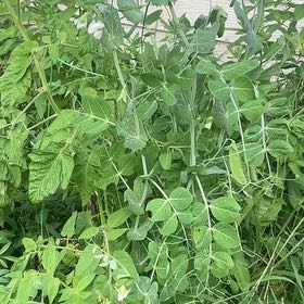 Photo of the plant species Peas by @YummyPapaya92 named Figyonce on Greg, the plant care app