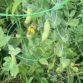 Photo of the plant species Peas by @YummyPapaya92 named Treeyoncé on Greg, the plant care app