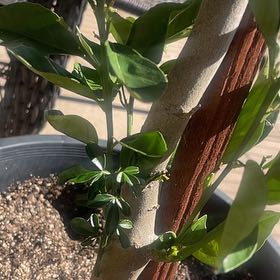 Photo of the plant species Valencia Orange Midnight by @GreenThumbGEE named Captain Plant-it on Greg, the plant care app