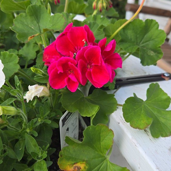 Photo of the plant species Calliope Geranium by @Tangerine named Remington on Greg, the plant care app
