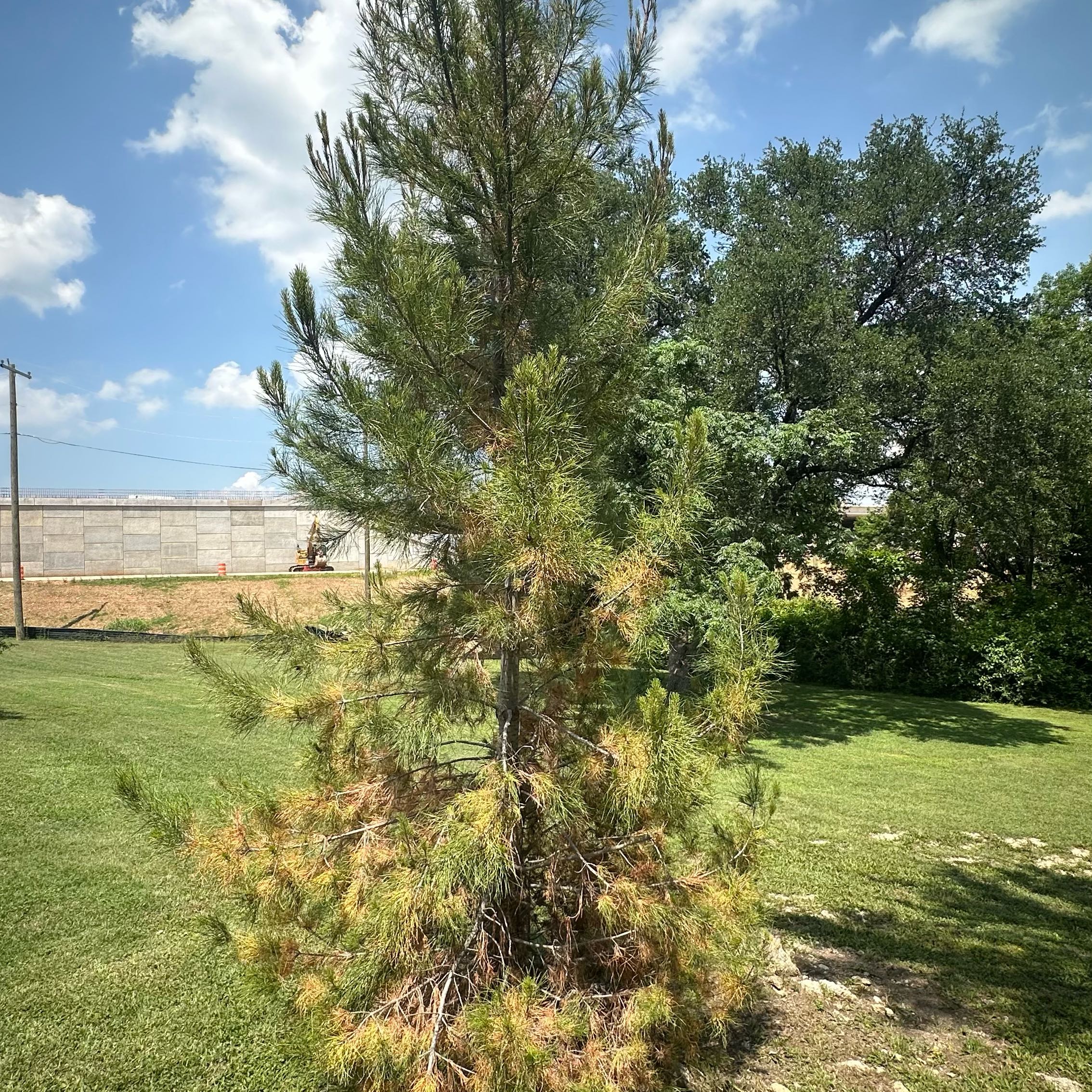 Photo of the plant species Scots Pine by @SisterlyAraceae named Mollie on Greg, the plant care app