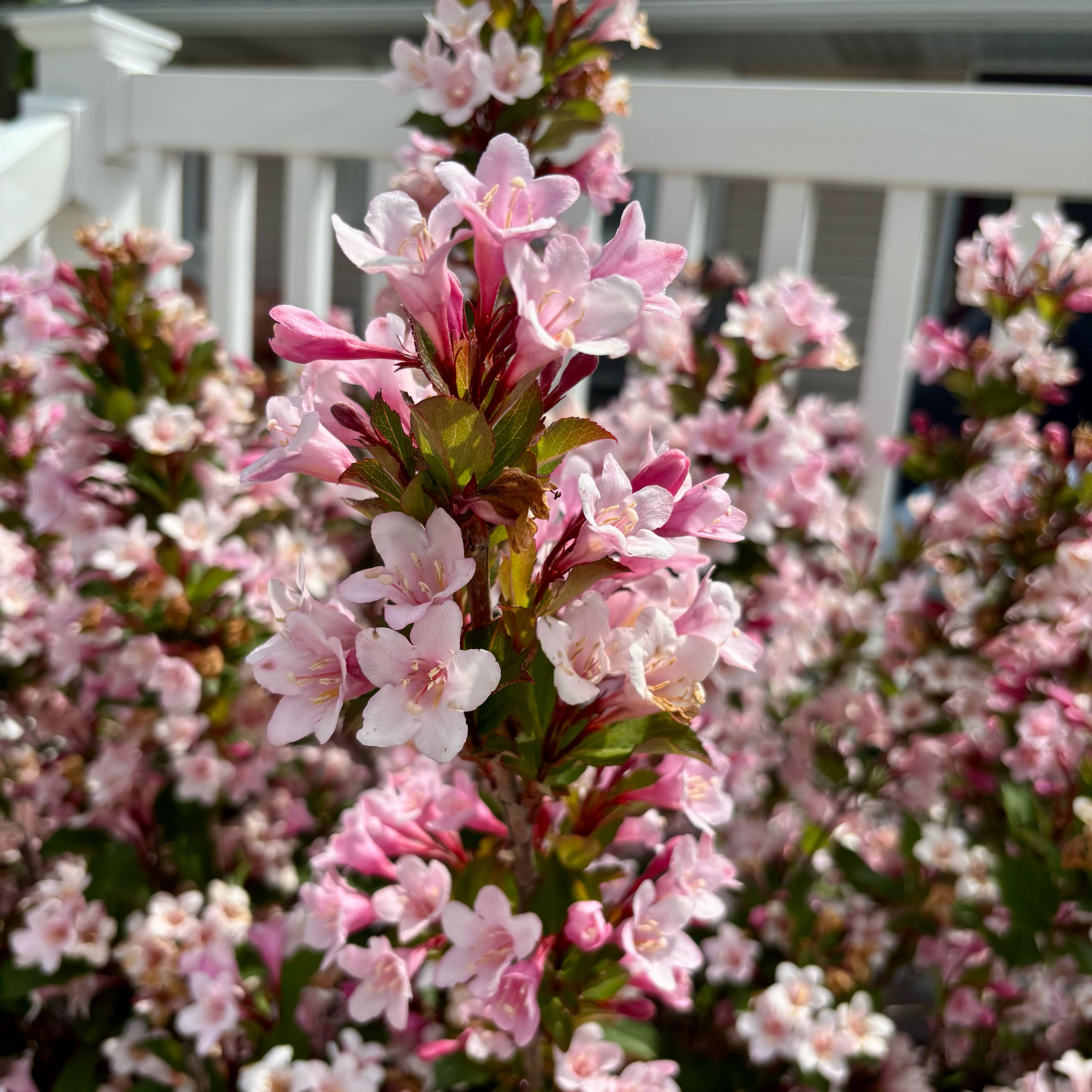 Photo of the plant species Weigela florida by @SereneDodder named Mochi on Greg, the plant care app