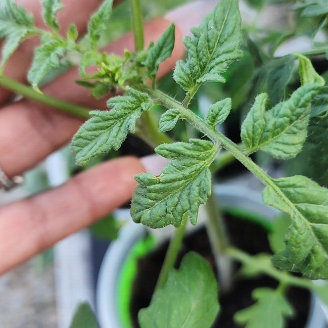 Photo of the plant species Cherokee Purple Tomato by @GhettoGardener named Foxxy on Greg, the plant care app