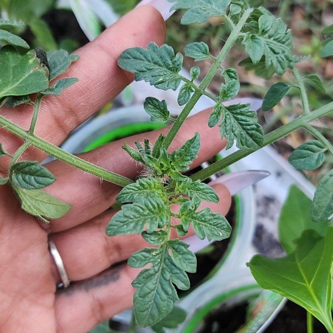 Photo of the plant species Tomato 'Sweet Million' by @GhettoGardener named Keanu Leaves on Greg, the plant care app