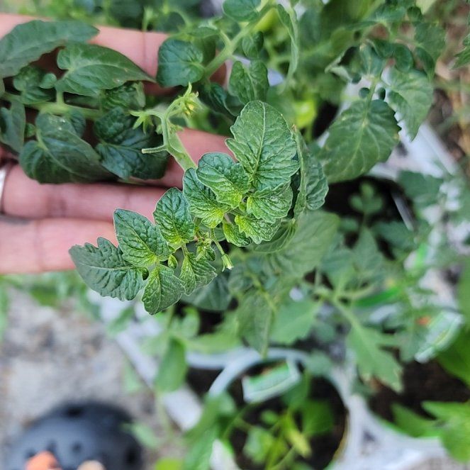 Photo of the plant species Tomato 'Tidy Treats' by @GhettoGardener named Mochi on Greg, the plant care app
