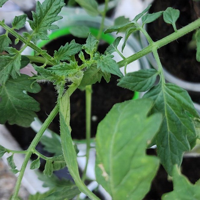 Photo of the plant species Tomato 'Black Cherry' by @GhettoGardener named Spike Leaves on Greg, the plant care app