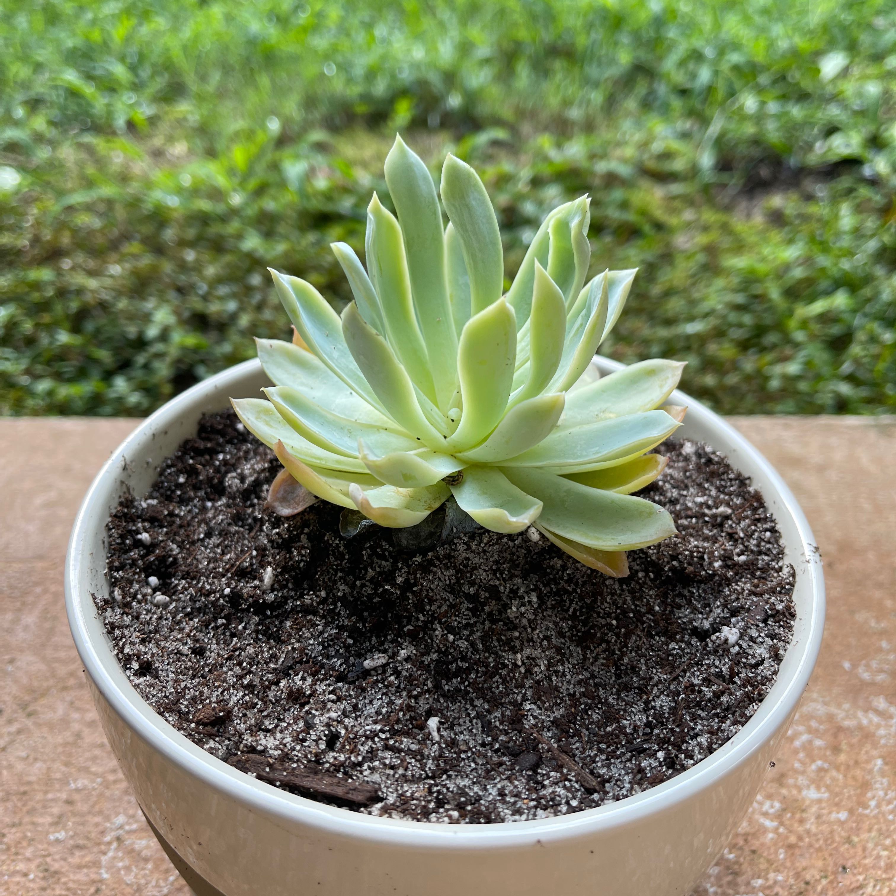 Potted Echeveria 'Perle von Nurnberg' succulent with visible soil, well-framed and in focus.