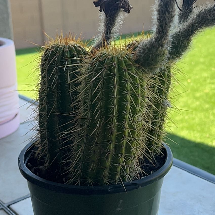 Photo of the plant species Trumpet Flower Cactus by @YoungKanono19 named Queen on Greg, the plant care app