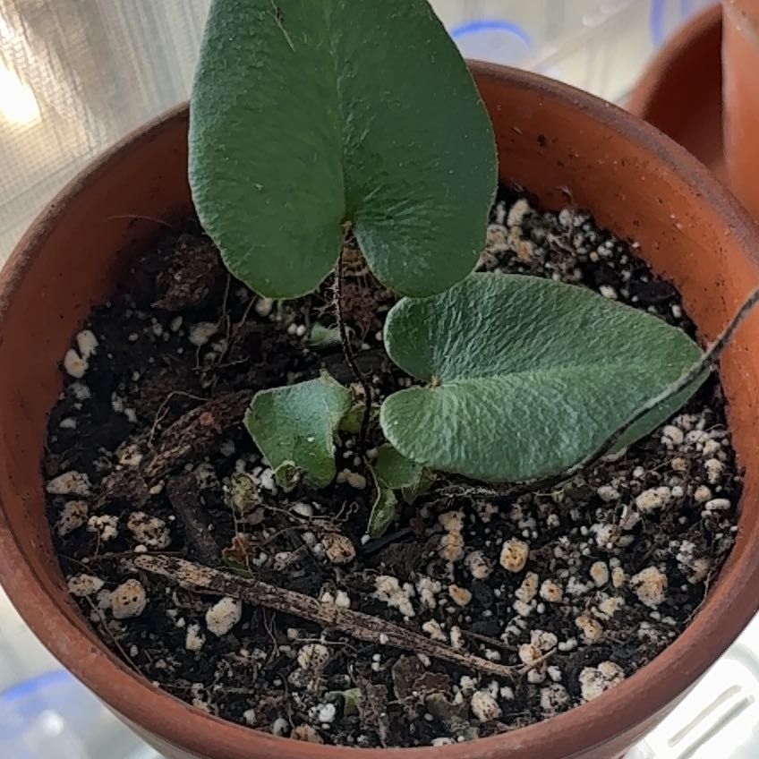 Photo of the plant species Acrostichum Aureum by @EminentRemuremu named Xena on Greg, the plant care app
