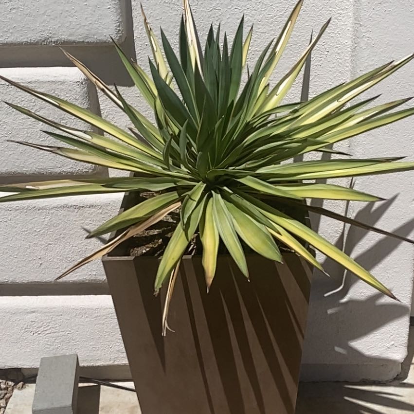 Photo of the plant species Variegated Spanish Dagger by @SelflessOxlip35 named Apollo on Greg, the plant care app