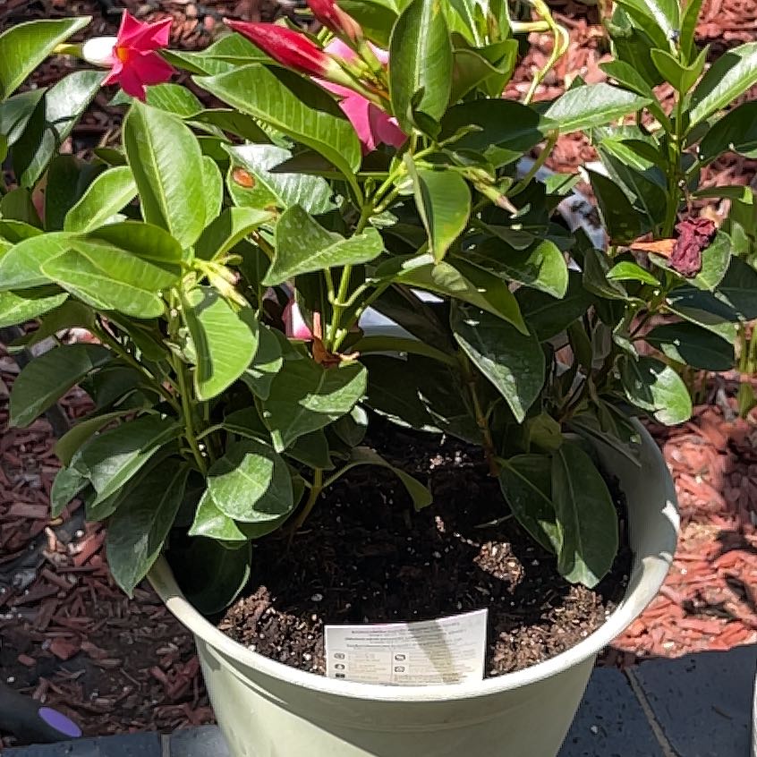 Photo of the plant species Pink Dipladenia by @NewSwampdock49 named McKinley on Greg, the plant care app