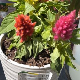 Photo of the plant species Woolflower by @NewSwampdock49 named Messi on Greg, the plant care app