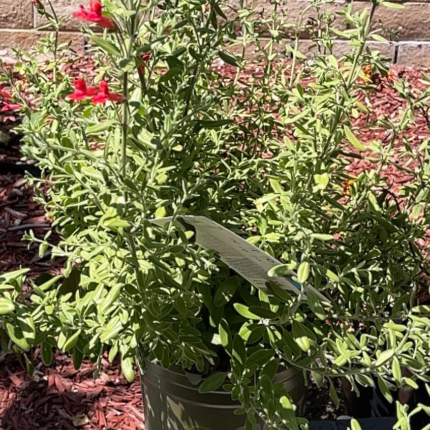 Photo of the plant species Island Snapdragon Firecracker by @NewSwampdock49 named Stella on Greg, the plant care app