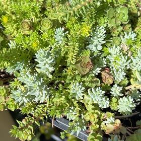 Photo of the plant species Strathmore Weed by @MellowWaxvine48 named Naomi on Greg, the plant care app