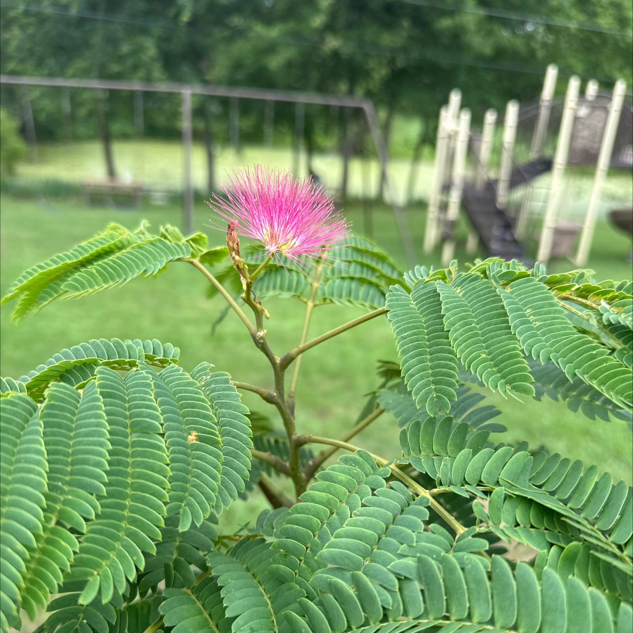 Photo of the plant species Mimosa venosa by @HonestFlatpea88 named Bigleef Smalls on Greg, the plant care app