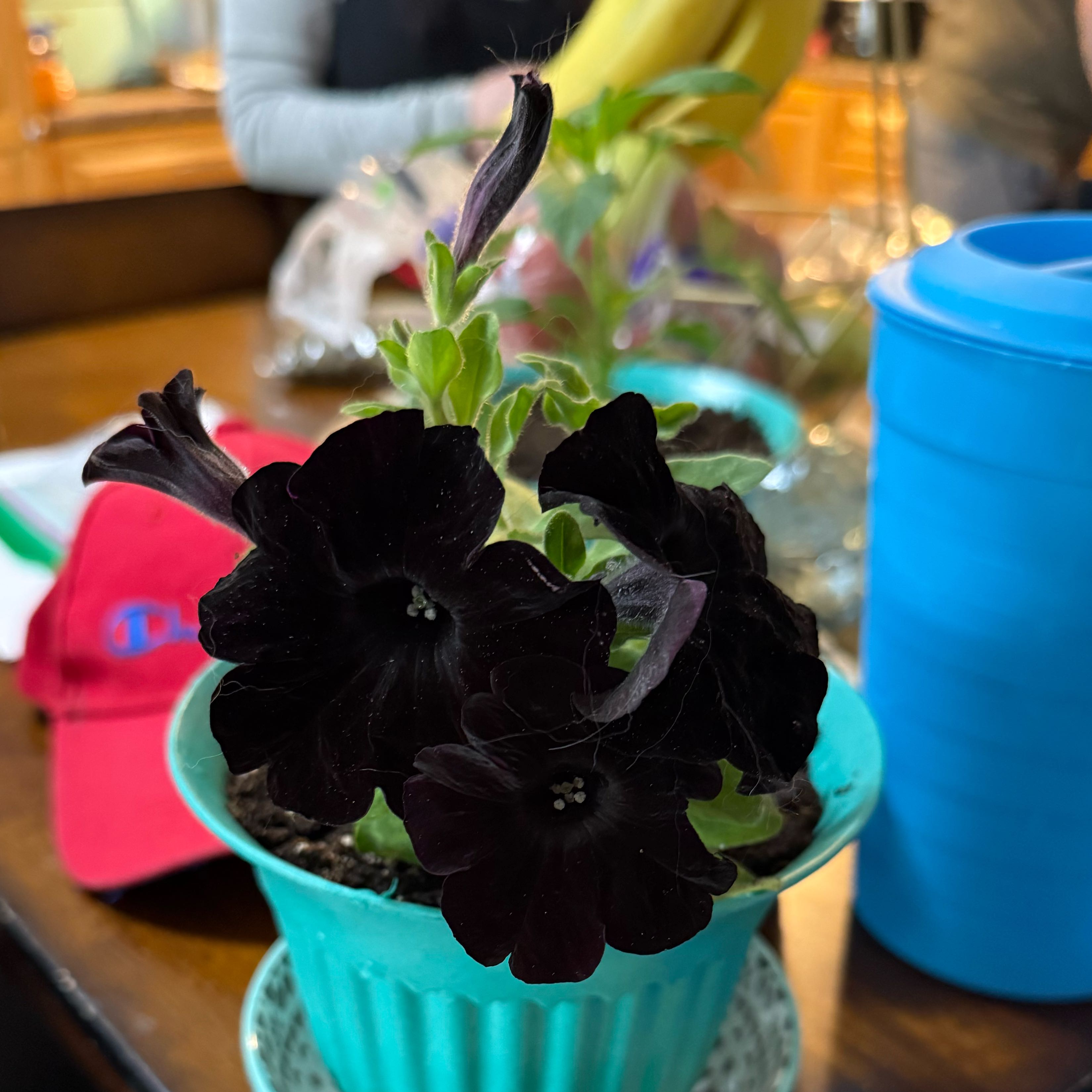 Photo of the plant species Black Mamba by @GemPeanut75 named Inky on Greg, the plant care app