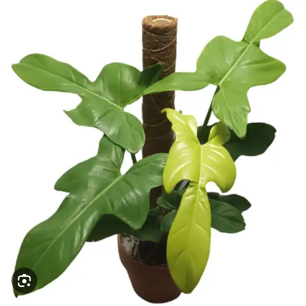 Photo of the plant species Philodendron Gold Violin by @KindPomelo89 named Stella on Greg, the plant care app