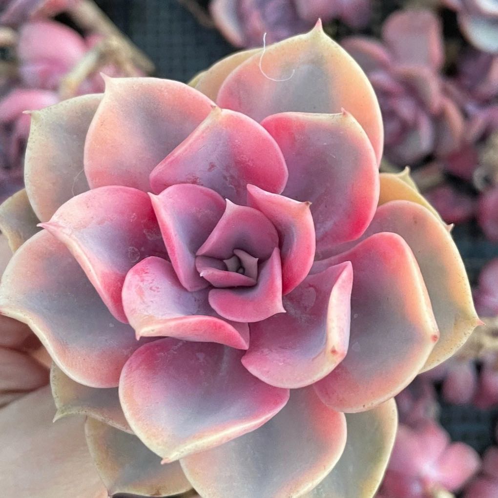 Photo of the plant species Rainbow Echeveria by @KindPomelo89 named Einstein on Greg, the plant care app