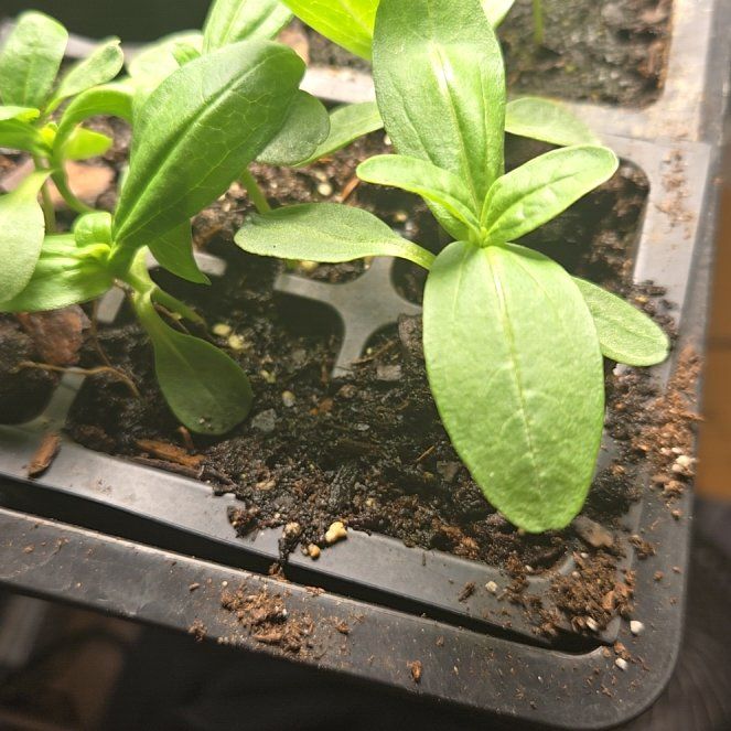 Photo of the plant species Zinnia 'Mazurkia' by @AlertCowvine76 named mazurkia on Greg, the plant care app