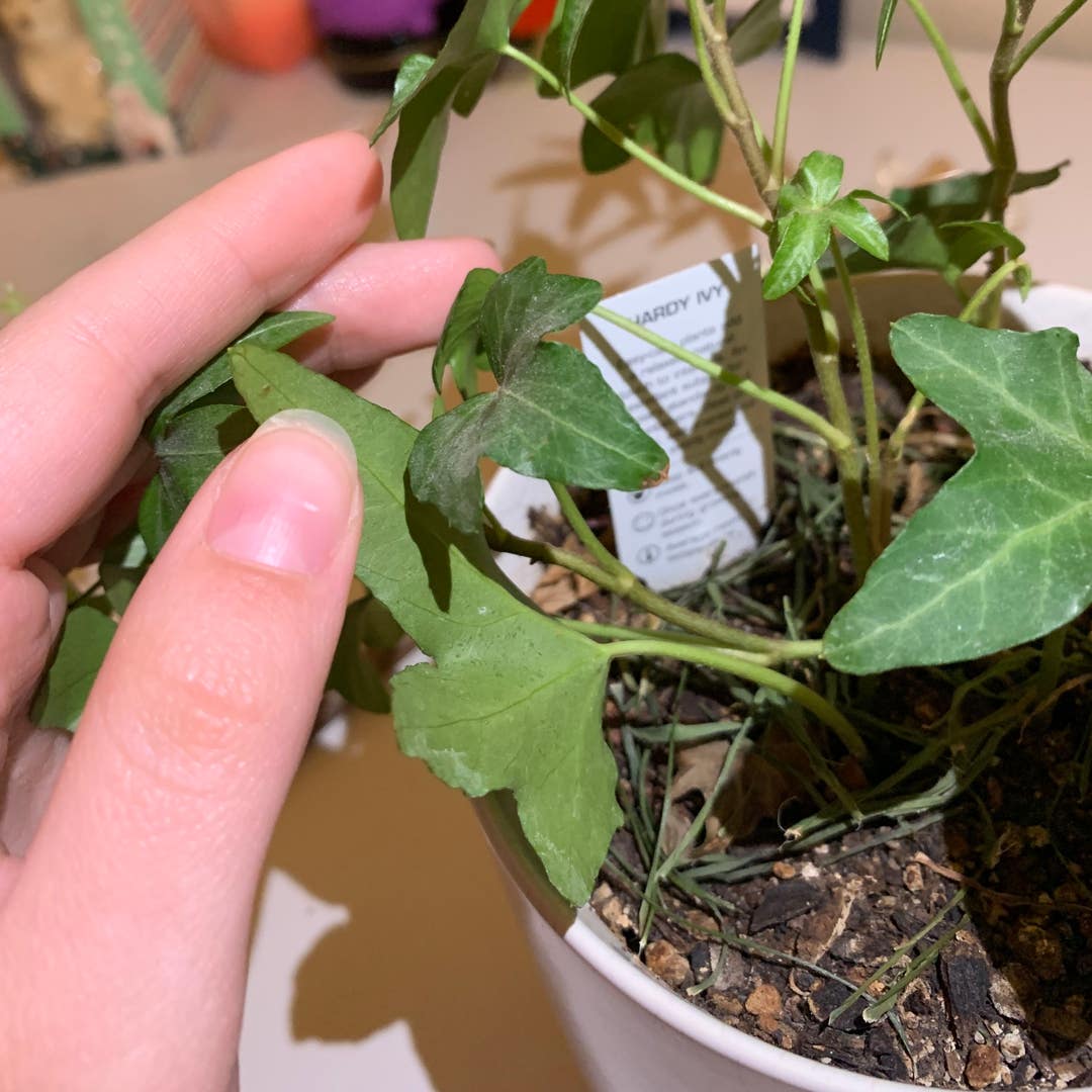 My English Ivy's leaves have been turning brown and crispy, and there are  some light green spots on some leaves. I haven't seen any signs of bugs or  any other pests. There