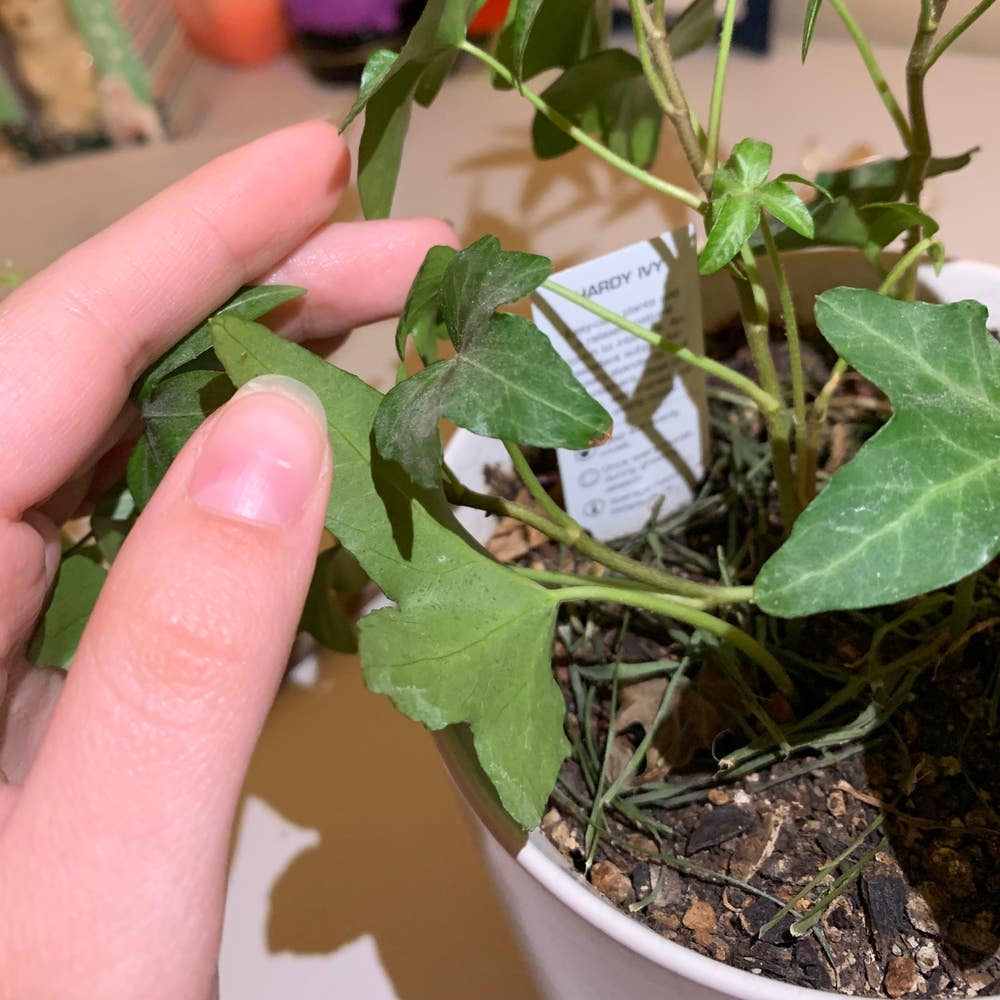 My English ivy has some leaves that are browning and crispy, falling off.  Am I not watering it enough? : r/plantclinic