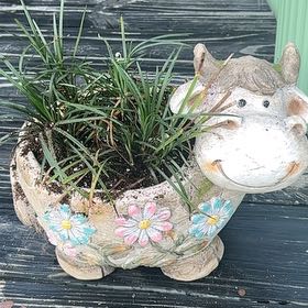 Photo of the plant species Mondo grass by @FancyKiekie66 named Darwin on Greg, the plant care app