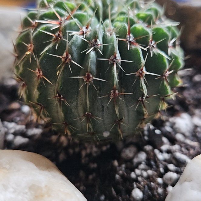 Photo of the plant species Notocactus buiningii by @GenuineOnion72 named Black Bird on Greg, the plant care app