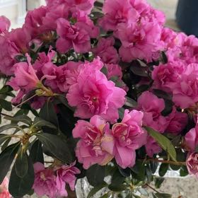 Photo of the plant species Rhododendron by @YeahUrnplant60 named Homer on Greg, the plant care app