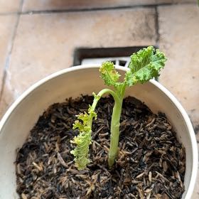 Photo of the plant species Curly Kale 'Reflex' by @zhrss named Kate on Greg, the plant care app