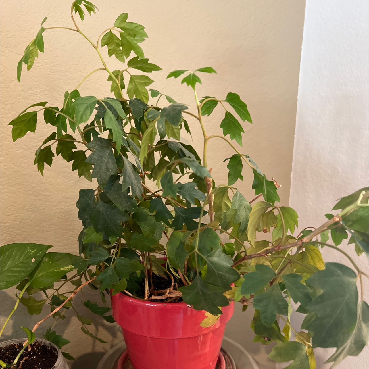 A healthy, thriving grape ivy plant with vibrant green leaves trailing over the sides of a red plastic pot.
