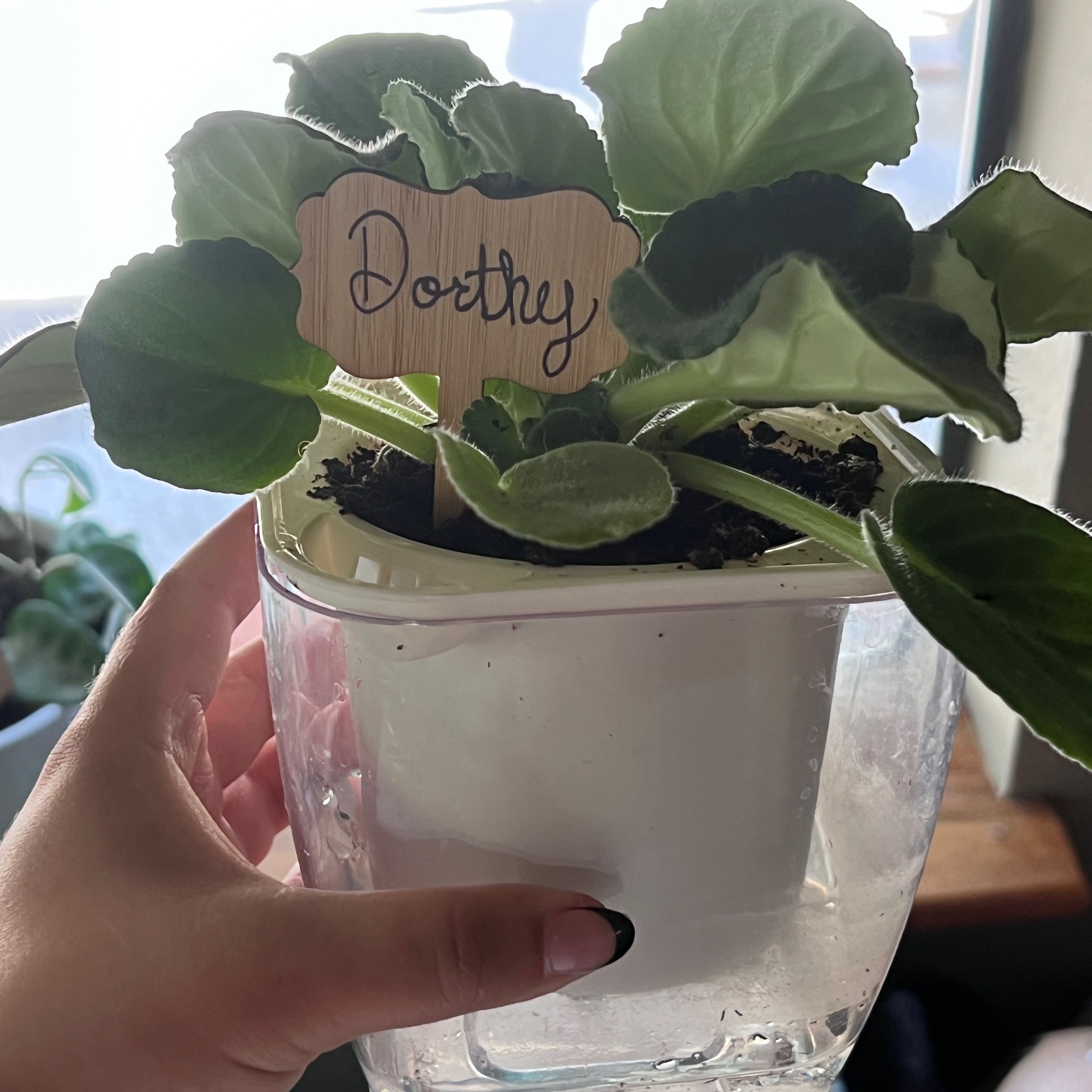 Kenyan Violet plant in a white pot with a clear outer container, labeled 'Dorthey'.